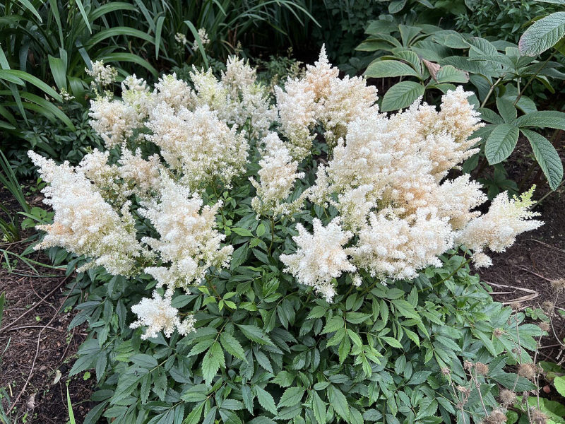 Astilbe