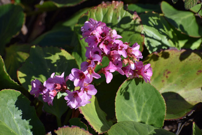 Bergenia