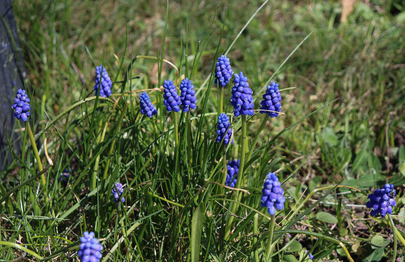 Blauw druifje