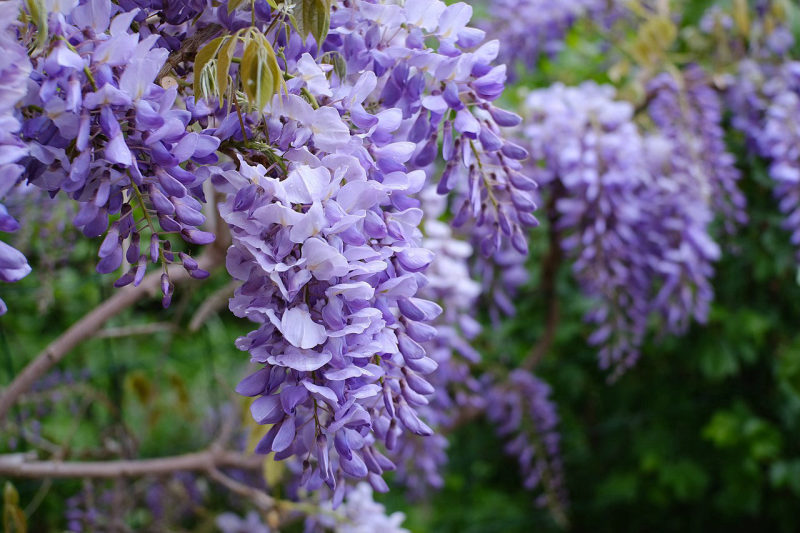 Blauweregen