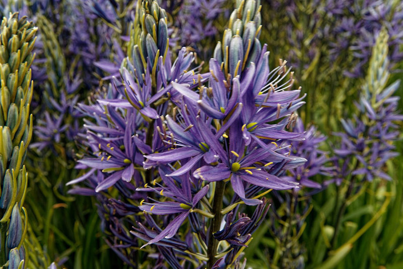 Camassia
