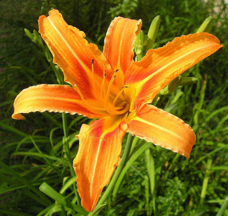 Daglelie