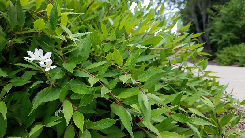 Deutzia