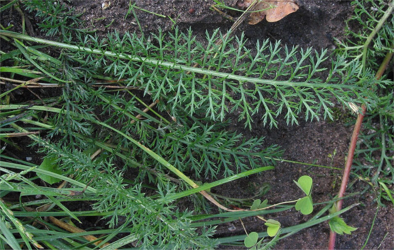 Duizendblad