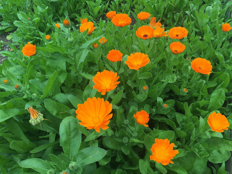 Goudsbloem