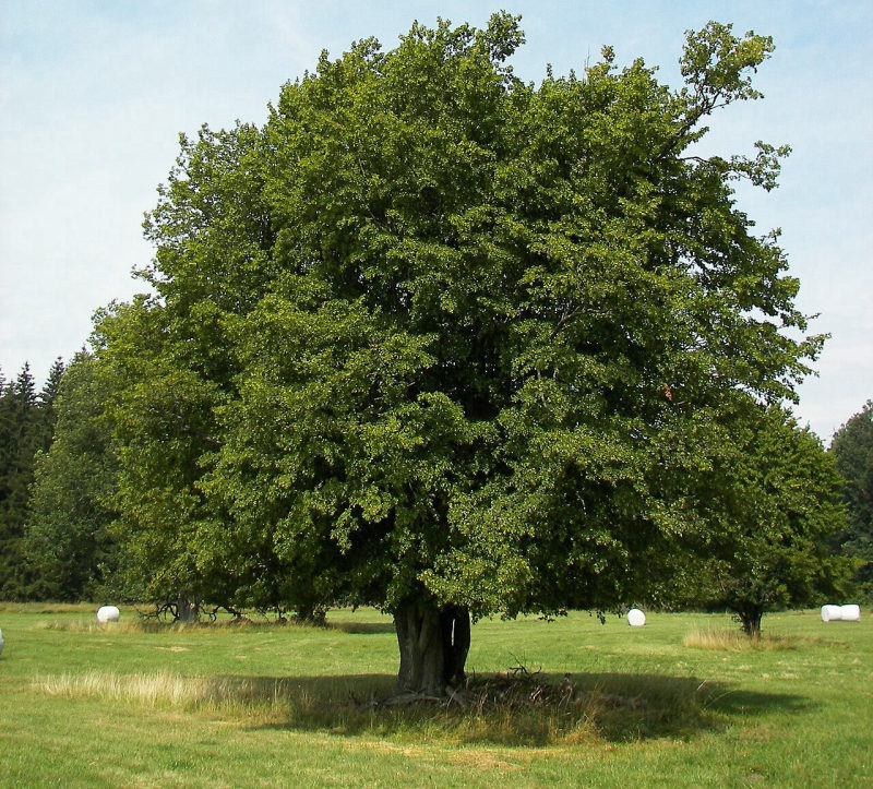 Haagbeuk