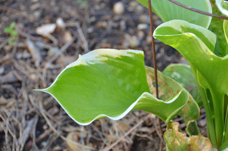 Hosta
