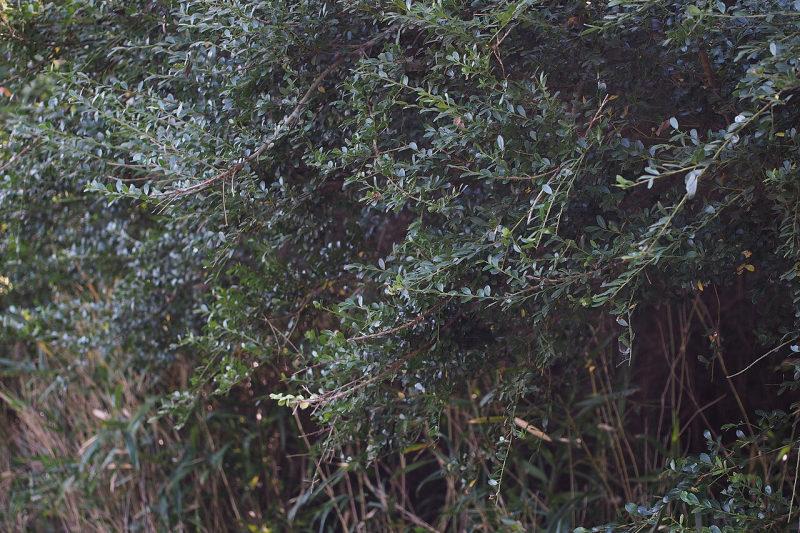 Ilex crenata
