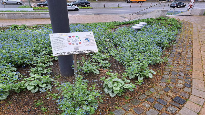 Kaukasisch vergeet-mij-nietje
