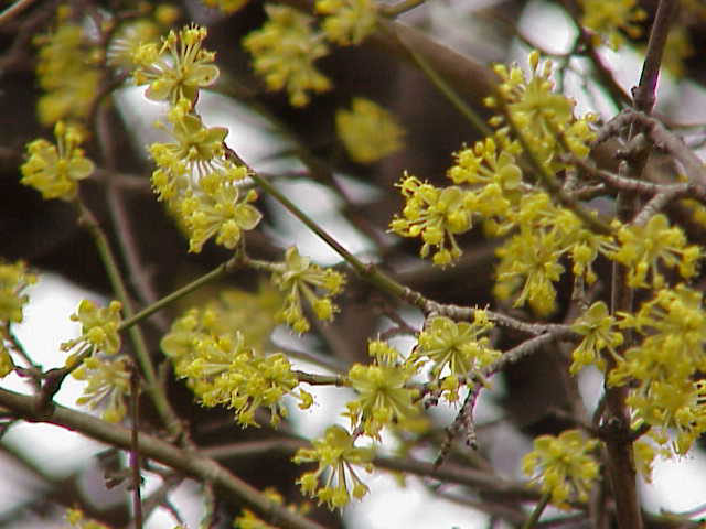 Kornoelje