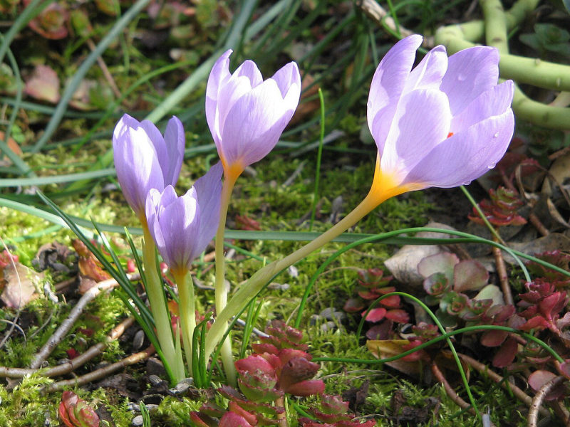Krokus