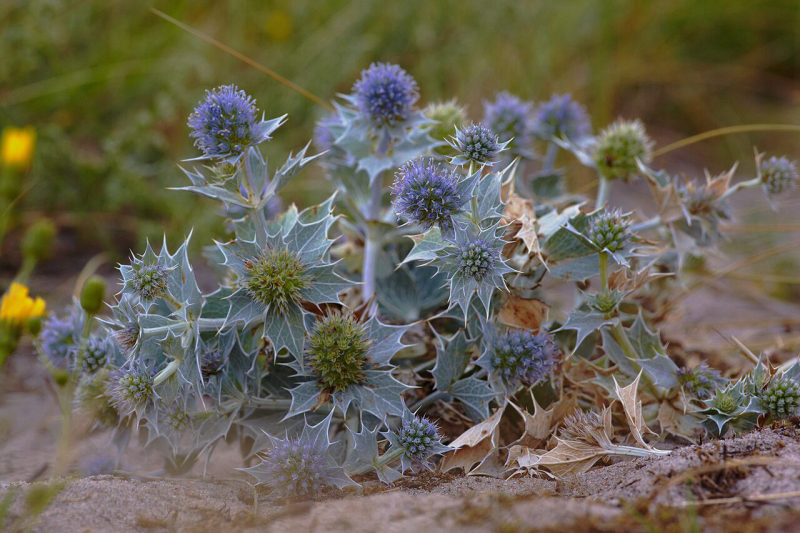 Kruisdistel