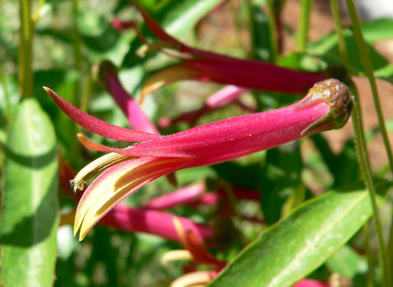 Lobelia