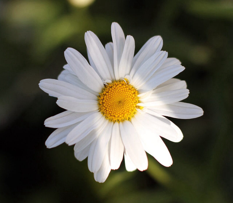 Margriet