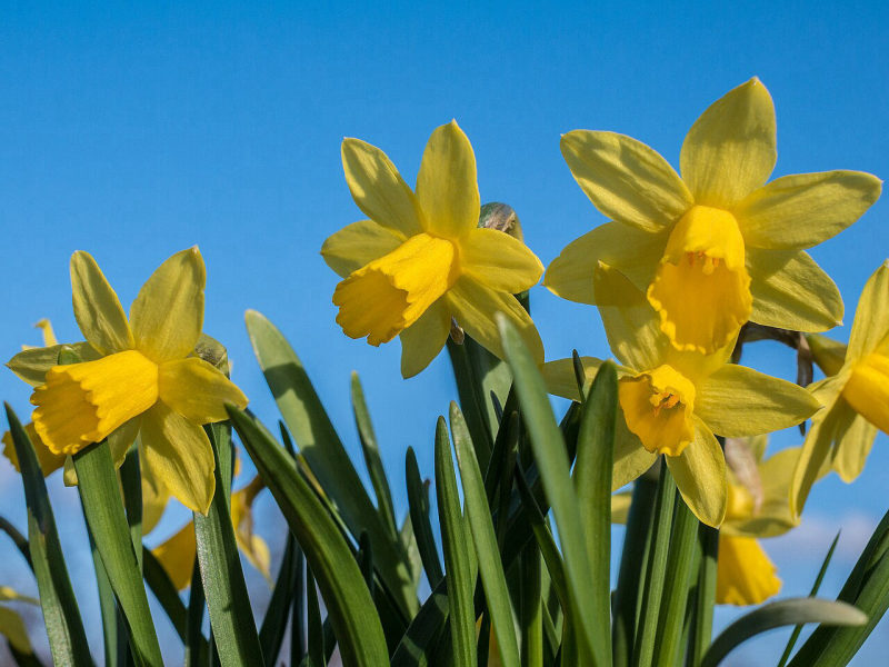 Narcis