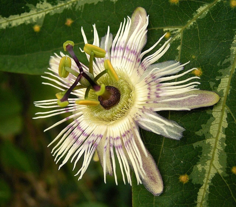 Passiebloem