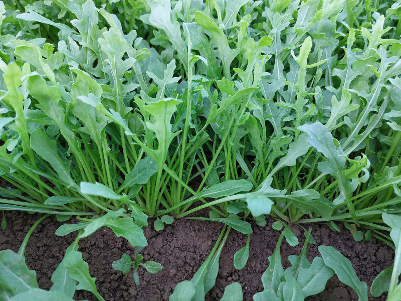 Rucola