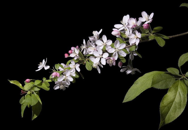 Sierappel