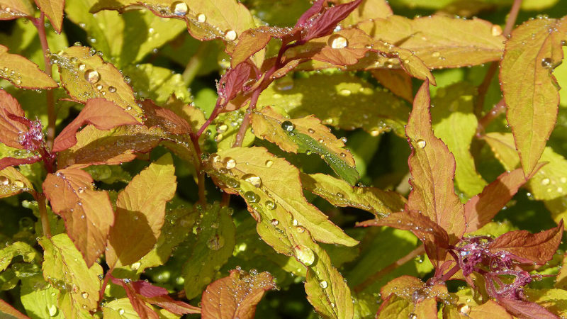 Spirea