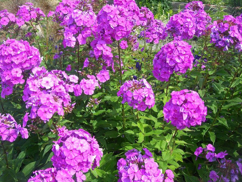 Vlambloem