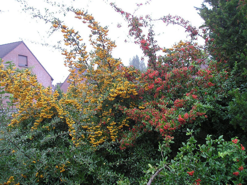 Vuurdoorn