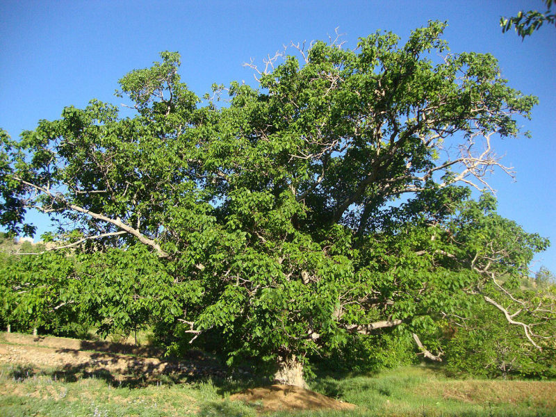 Walnoot