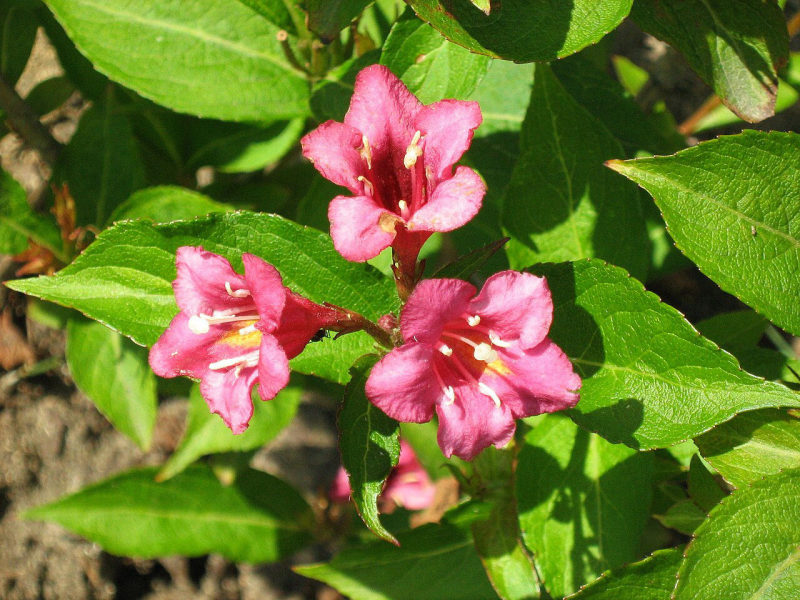 Weigela